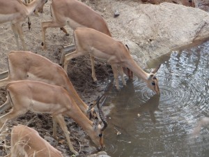 auf der Safari durch den Krüger National Park gibt es viele Tiere zu entdecken