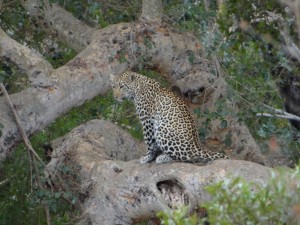 die besondere Überraschung an diesem Taf ist ein Leopard.Das war für uns ein rundum zufriedener Tag. Wir haben die Big Five gesehen.Löwe Leopard, Elefant, Nashorn und Büffel!!!