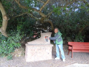 in Mosselbay steht der Postbaum. früher haben die alten Seefahrer hier ihre Nachrichten hinterlegt