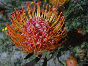 endlich sehe ich die ersten langersehnten Protea Blüten