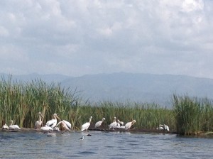 Am Chamo See . Pelikane und Krokodile. Reiher, Fischadler, Hippos und Kormorane haben wir gesehen