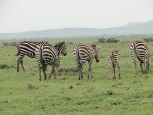 Auf der Fahrt, Zebras im Gelände